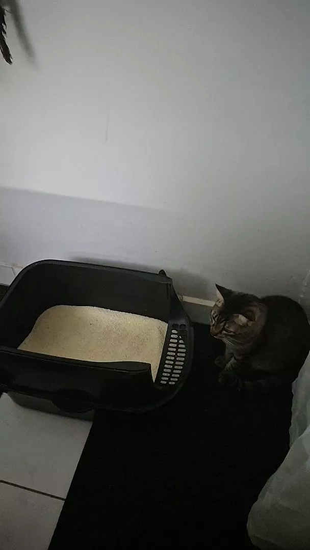 Foto da avaliação de Ana L.